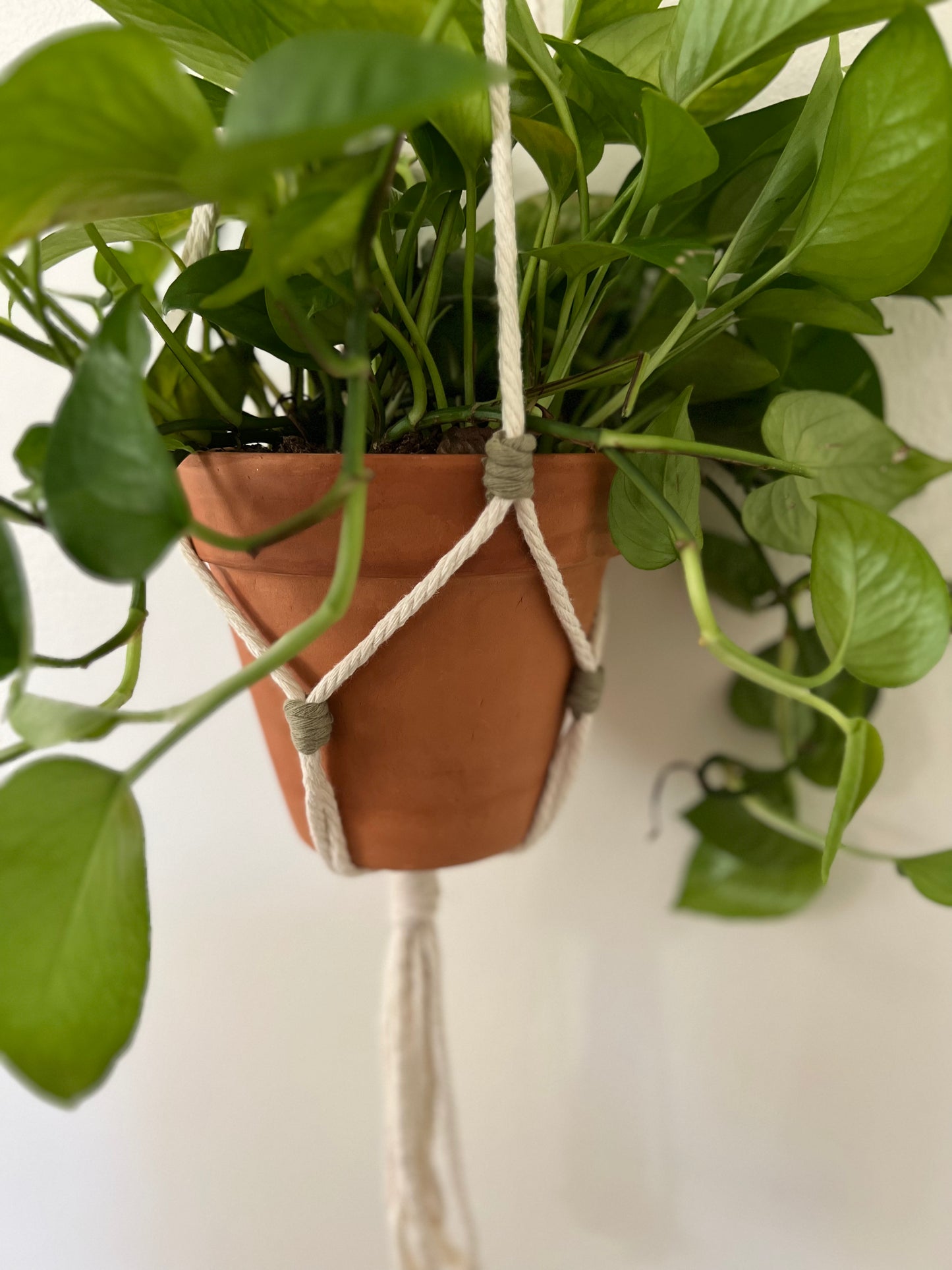 Crown Plant Hanger
