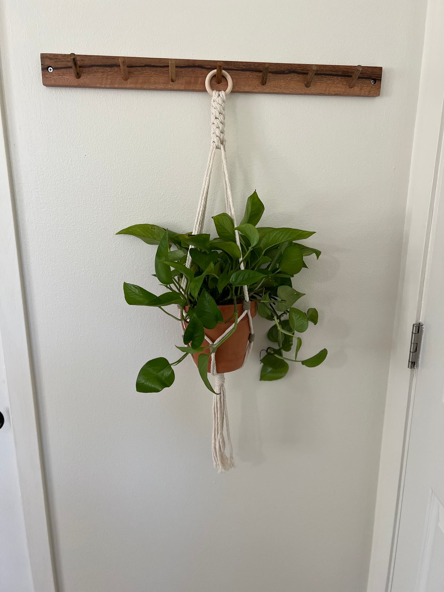 Crown Plant Hanger
