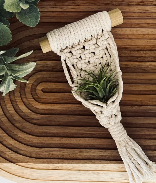 Air Plant Holder